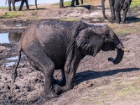 Rezerwat w Chobe (Botswana)